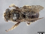 Image of Melissodes labiatarum