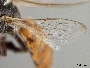 Calliopsis subalpina image