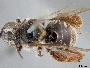 Exomalopsis similis image