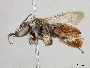 Exomalopsis similis image