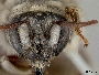 Exomalopsis solani image