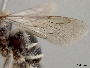 Exomalopsis solani image