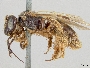 Pseudopanurgus perlaevis image