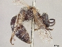 Image of Lasioglossum sisymbrii