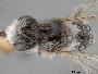Image of Andrena monilicornis
