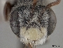 Andrena primulifrons image