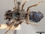 Image of Andrena cerasifolii