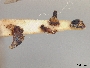 Andrena cerasifolii image