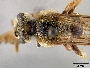 Andrena argemonis image