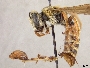 Andrena argemonis image
