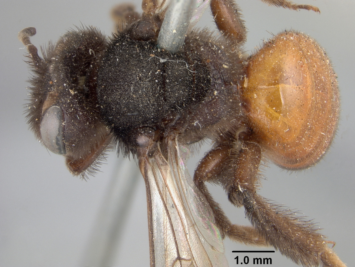 Andrena prima image