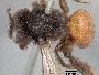 Image of Andrena prima