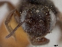 Andrena prima image