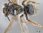 Image of Andrena fracta