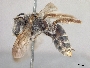 Andrena fracta image