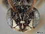 Calliopsis australior image