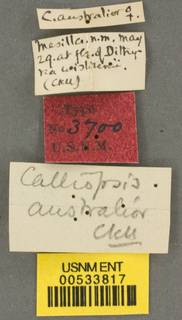 Calliopsis australior image