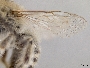 Tetraloniella crenulaticornis image