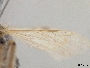 Pseudopanurgus renimaculatus image
