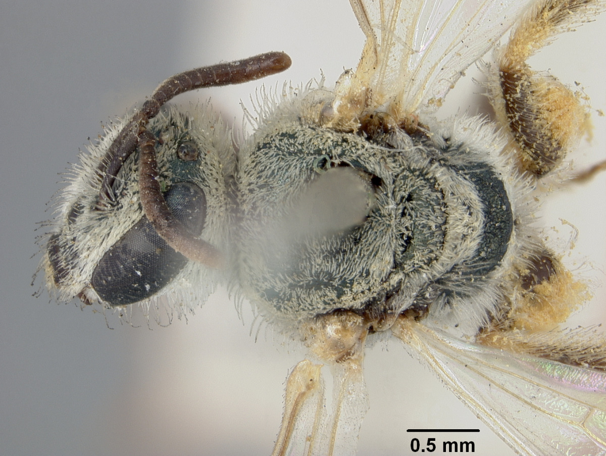 Lasioglossum araxanum image