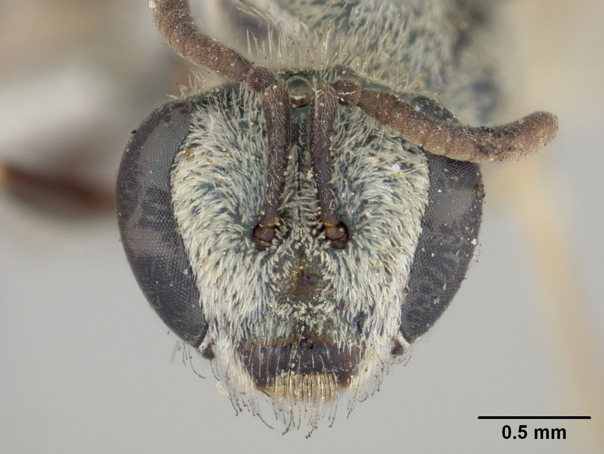 Lasioglossum araxanum image