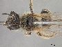 Andrena xanthigera image