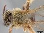 Image of Andrena pectidis