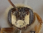 Andrena pectidis image