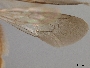 Andrena pectidis image