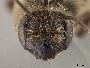 Andrena dunningi image