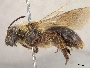 Andrena dunningi image