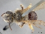 Image of Andrena subaustralis