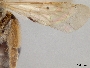 Andrena subaustralis image