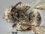 Image of Colletes consors
