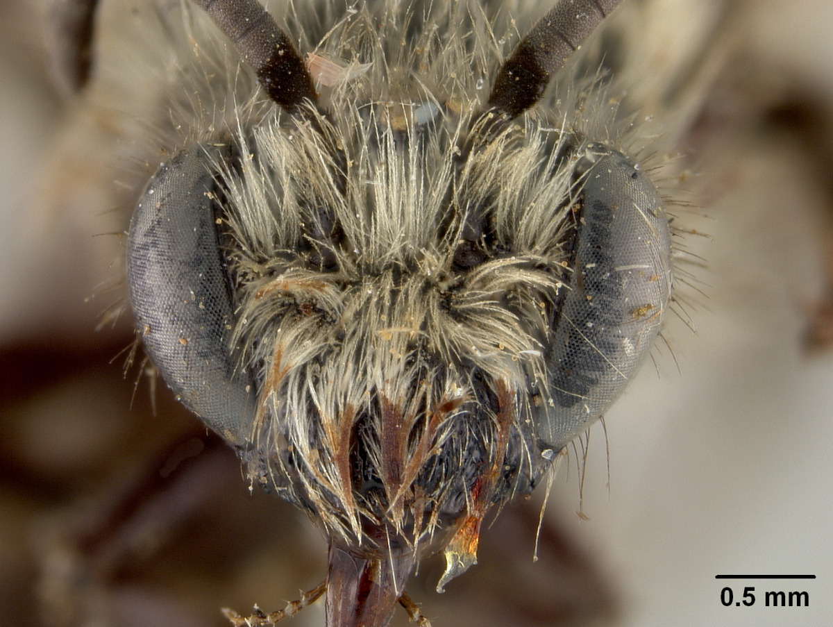 Colletes consors image