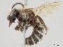 Colletes consors image