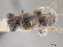 Image of Andrena capricornis