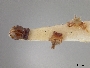 Andrena capricornis image