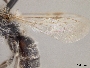 Andrena capricornis image
