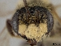 Andrena cressonii image