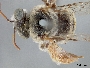 Anthophorula compactula image