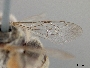 Anthophorula compactula image