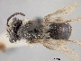 Image of Andrena cressonii