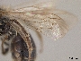 Andrena cressonii image