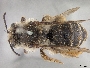 Image of Andrena barberi