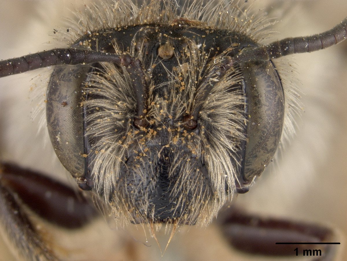 Andrena barberi image