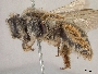 Andrena barberi image
