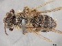 Andrena apacheorum image