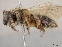 Andrena apacheorum image