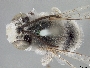 Anthophora phenax image